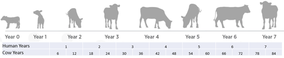 How Long Do Cows Live Dairy Moos