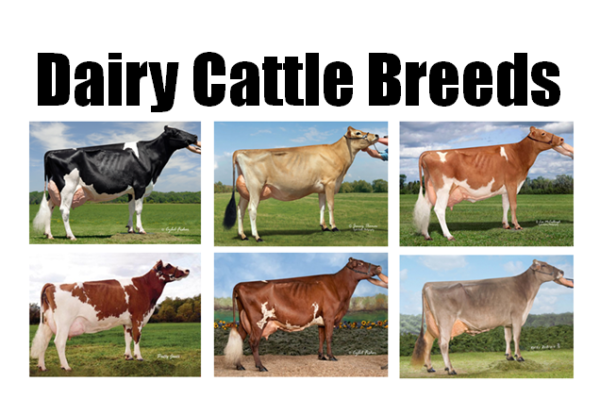 breeds-of-dairy-cattle-dairy-moos