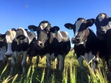 Why you should care about dairy | Dairy Moos